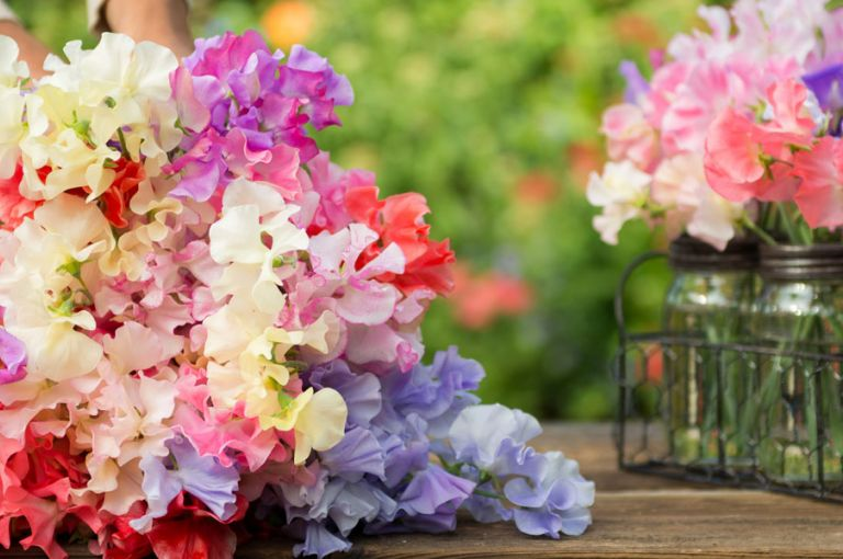 Sweet Pea 'Sweet Dreams' - Mixed Colors