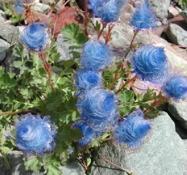 Blue Prairie Smoke Flower