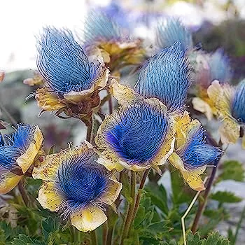 Blue Prairie Smoke Flower