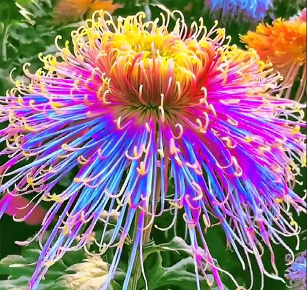 Colorful Golden Silk Chrysanthemum