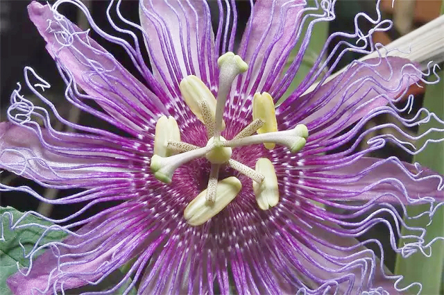 Passion Flower Seeds