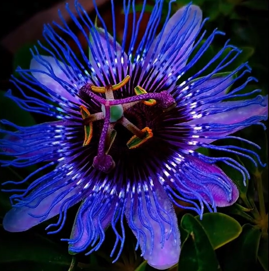 Blue Crown Passion Flower (Passiflora Caerulea) Seeds