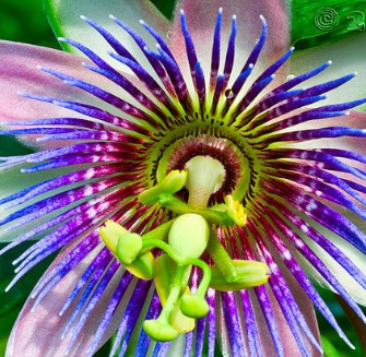 Blue Crown Passion Flower (Passiflora Caerulea) Seeds