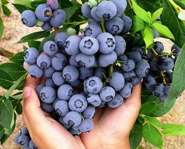 20Pcs Seeds Sweet High BUSH Northern BLUEBERRY Heirloom NON-GMO USA SELLER!
