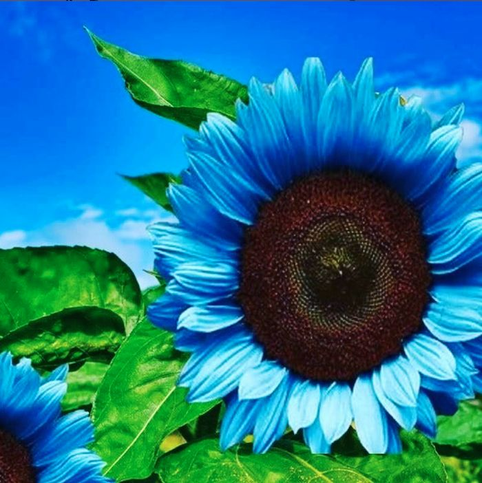 Bright Blue Sunflower Seeds