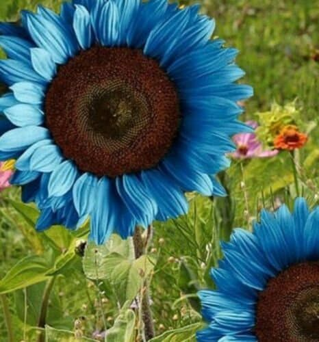 Bright Blue Sunflower Seeds