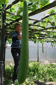 Super Long Loofahs👑