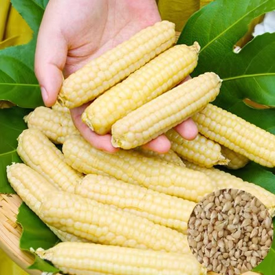🌽Thumb Mini Corn - Tiny Corn, Big Flavor! 🌽