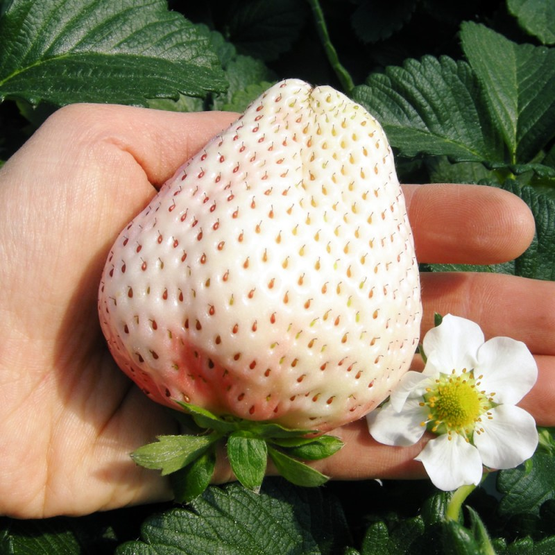 🍓White Strawberry Seeds