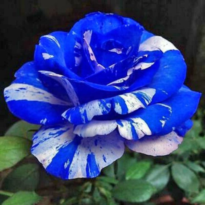 Blue Dragon Rose Seeds