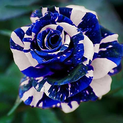 Blue Dragon Rose Seeds