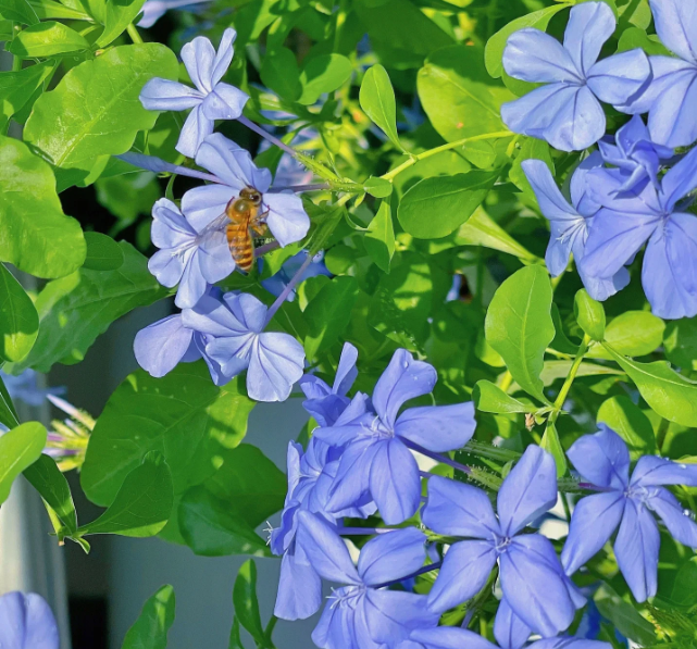 Blue Snow Flower Seeds