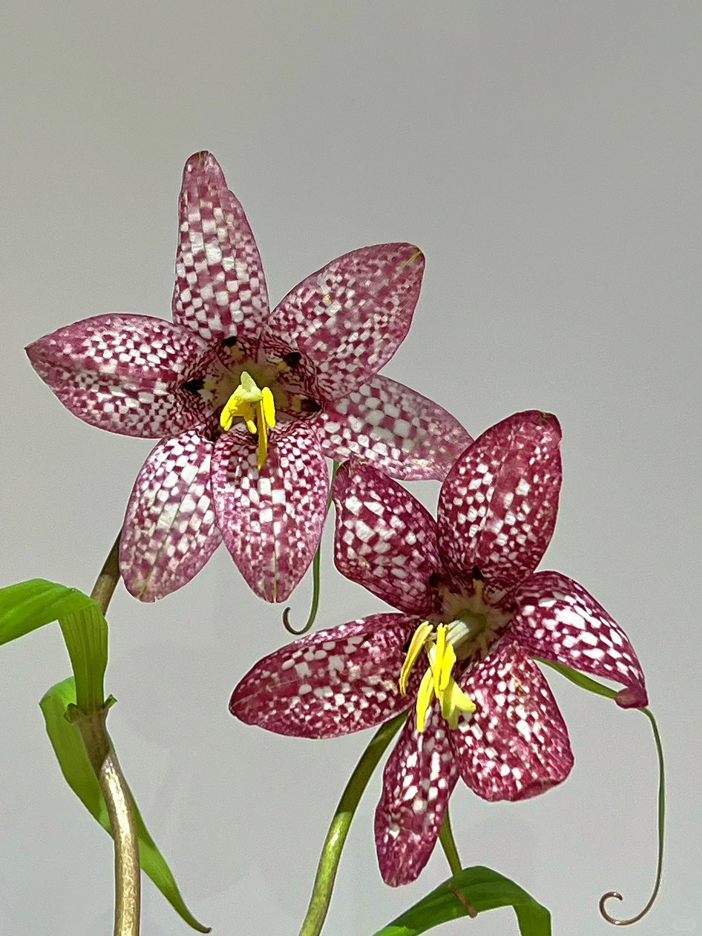 Fritillaria meleagris Seeds