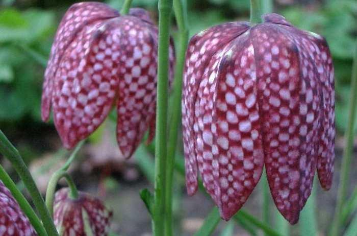 Fritillaria meleagris Seeds