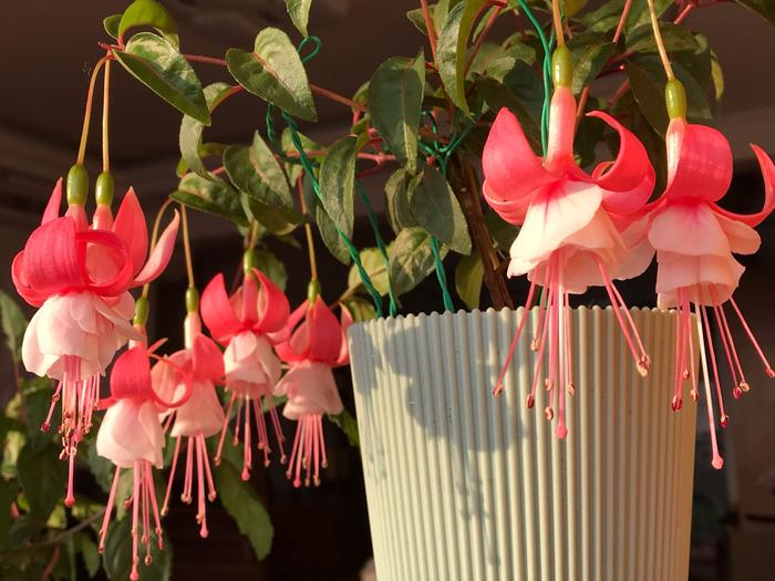 Fuchsia Flowers Seeds - Lantern Flower - Bonsai