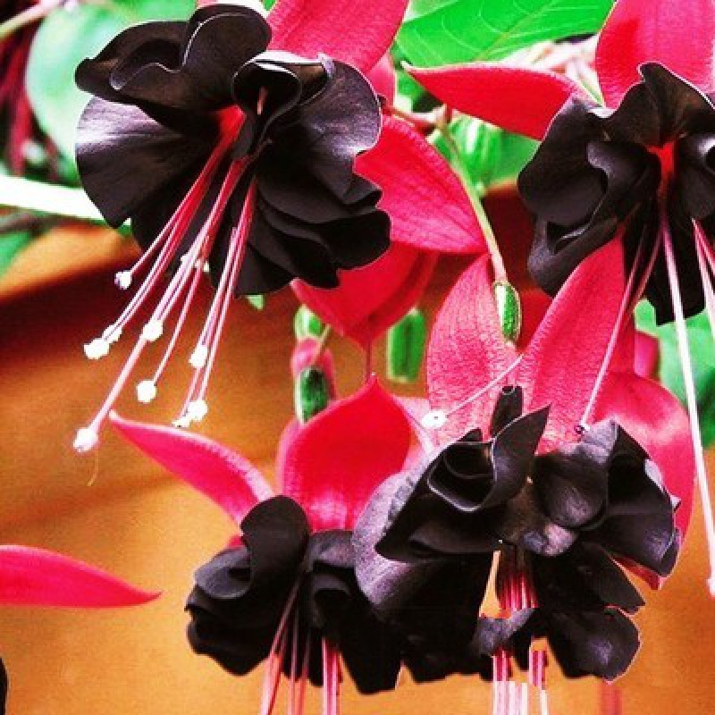 Fuchsia Flowers Seeds - Lantern Flower - Bonsai