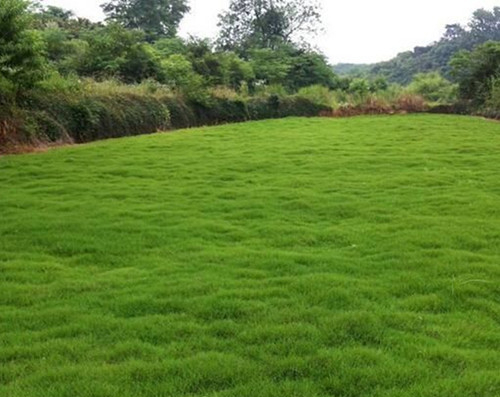 Bermuda Grass Seeds - The Perfect Lawn for a Beautiful, Low-Maintenance Garden! 🌿