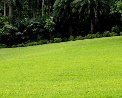 Bermuda Grass Seeds - The Perfect Lawn for a Beautiful, Low-Maintenance Garden! 🌿