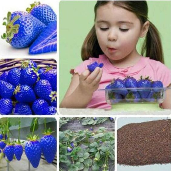 100pcs Blue Climbing Strawberry Seeds Tree Seed, Delicious Fruit Seeds for Home & Garden Bonsai Seeds Planting