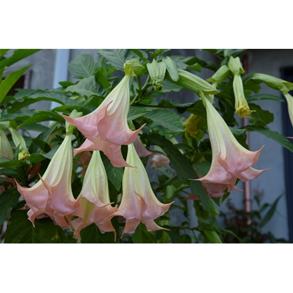 Datura Brugmansia Seeds Potted Bonsai Trumpets Angel Flower Seeds