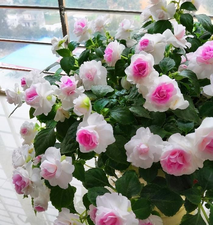 Mixed Color- Double Flower Impatiens Seeds - Mosquito and Snake Repellent Plants