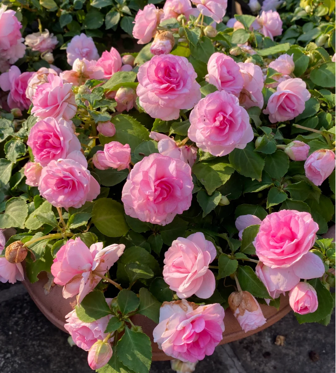 Mixed Color- Double Flower Impatiens Seeds - Mosquito and Snake Repellent Plants