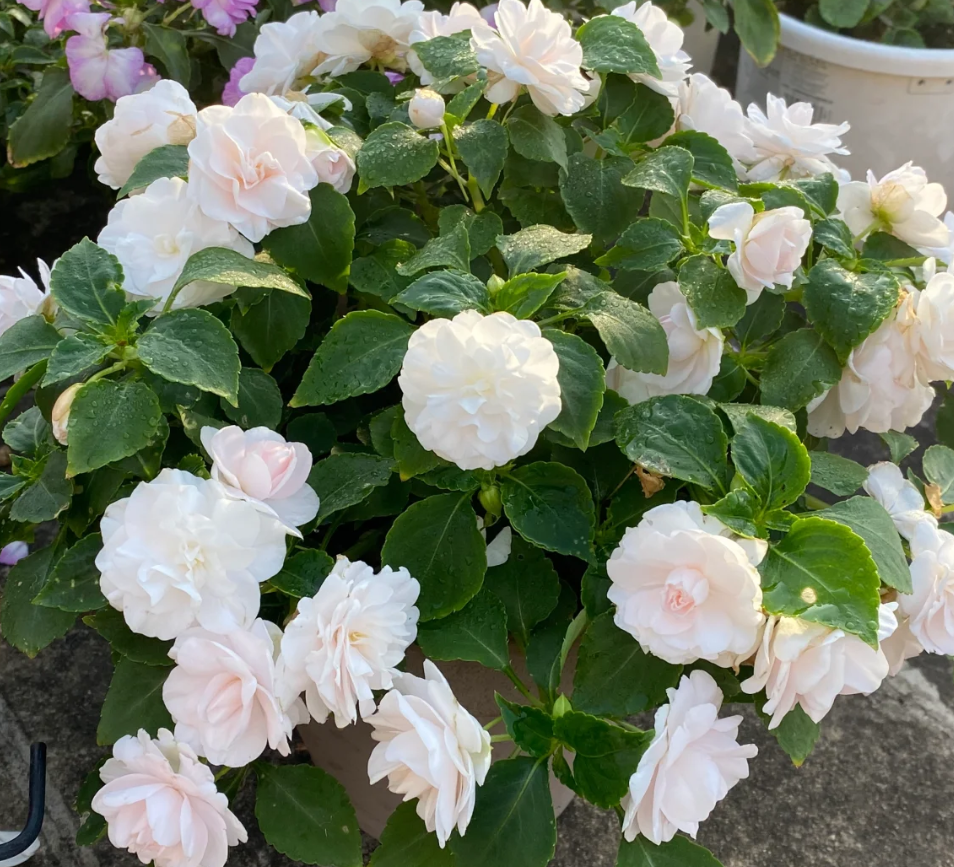 Mixed Color- Double Flower Impatiens Seeds - Mosquito and Snake Repellent Plants