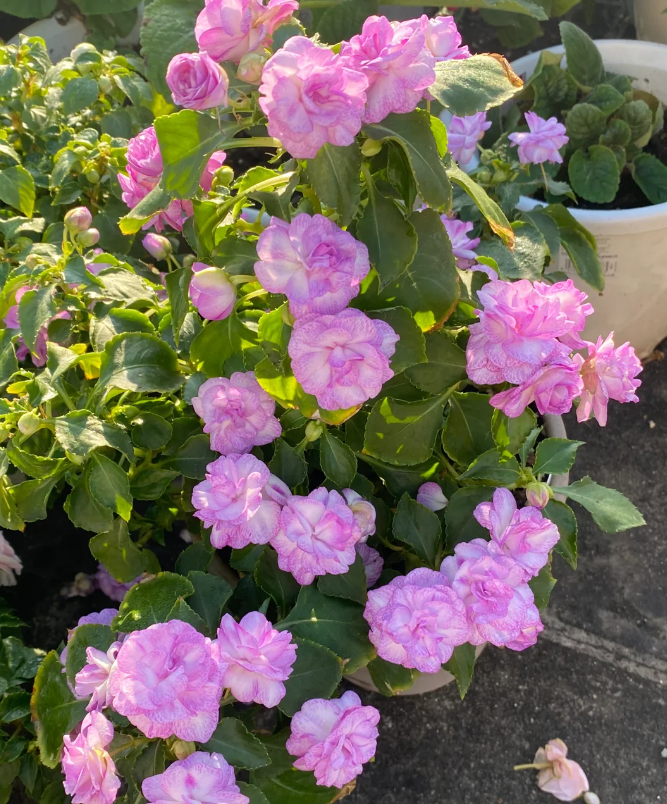 Mixed Color- Double Flower Impatiens Seeds - Mosquito and Snake Repellent Plants