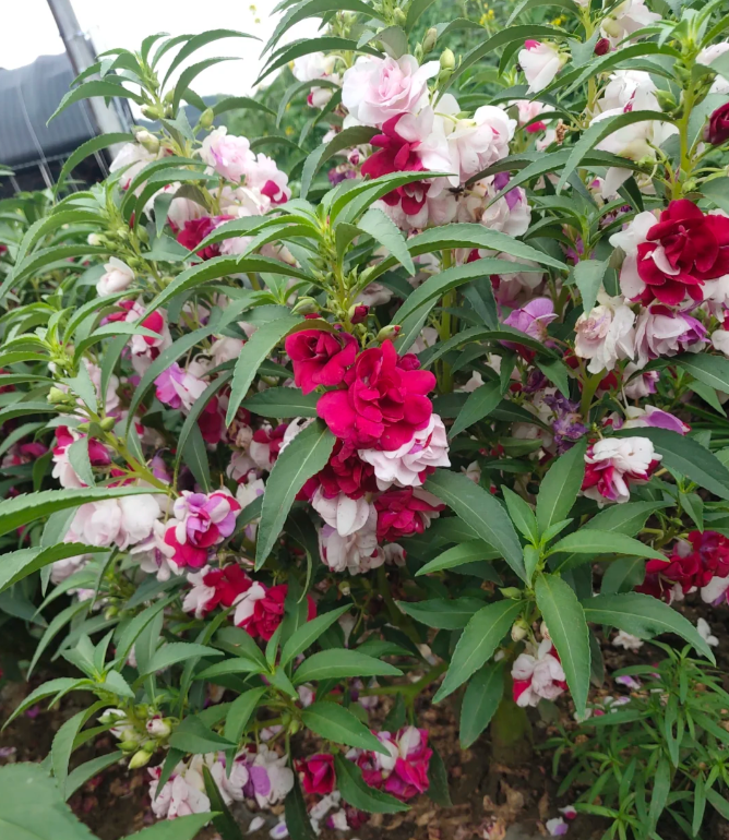 Mixed Color- Double Flower Impatiens Seeds - Mosquito and Snake Repellent Plants