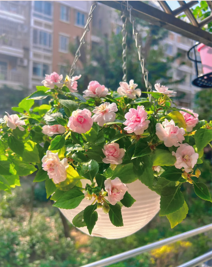 Mixed Color- Double Flower Impatiens Seeds - Mosquito and Snake Repellent Plants