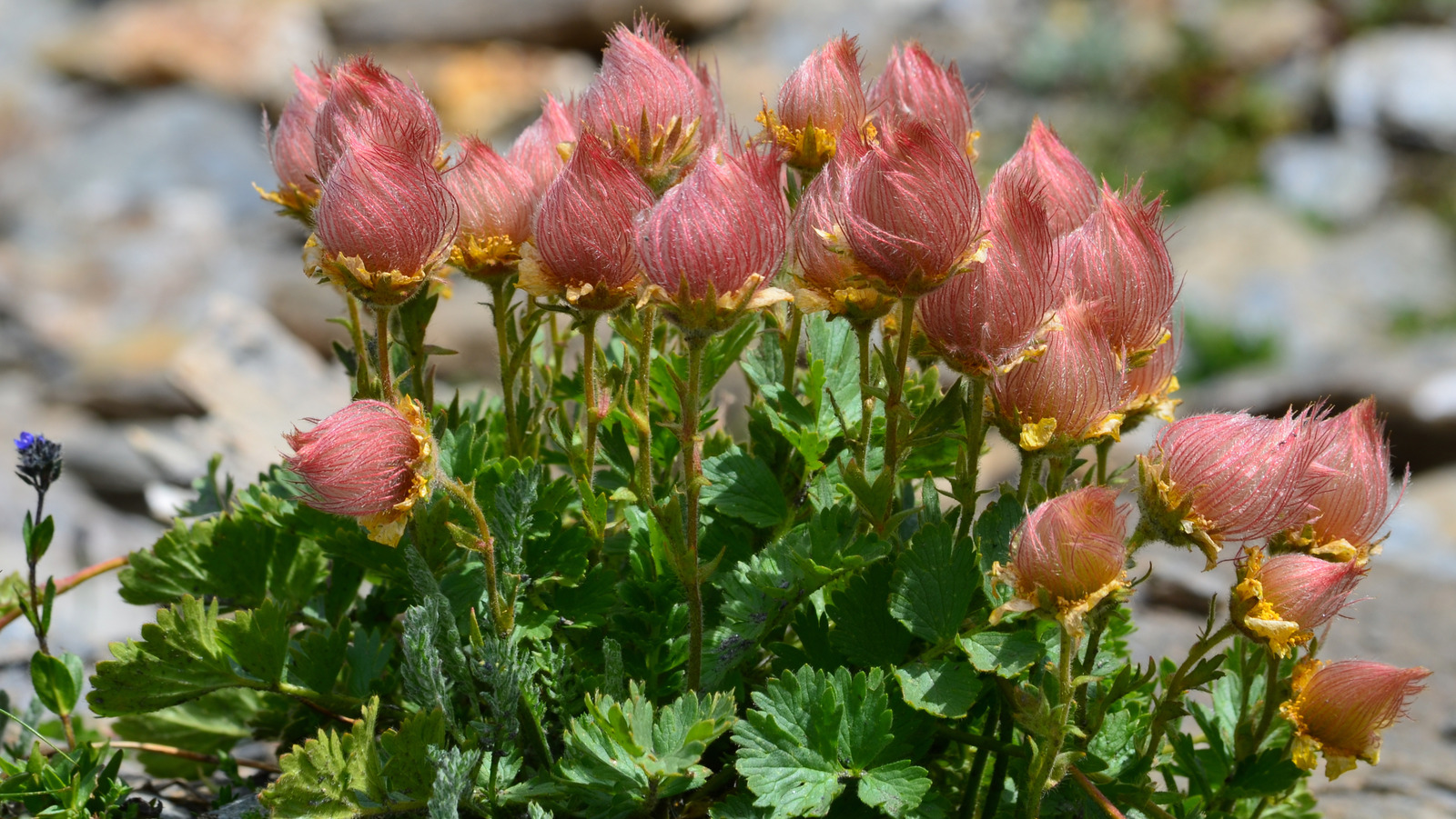 Prairie Smoke Flower 🔥Novel Plants🌿Your sweet dream