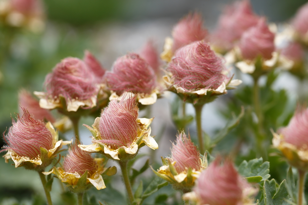Prairie Smoke Flower 🔥Novel Plants🌿Your sweet dream