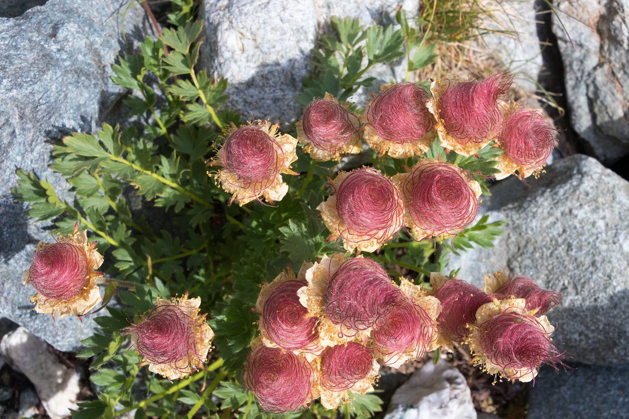 Prairie Smoke Flower 🔥Novel Plants🌿Your sweet dream