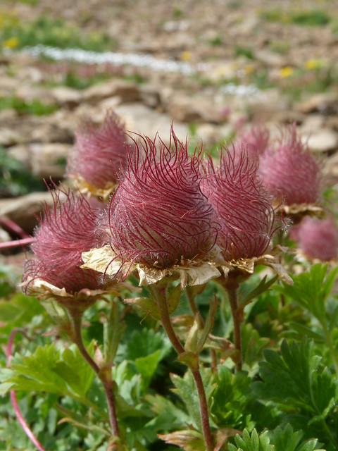 Prairie Smoke Flower 🔥Novel Plants🌿Your sweet dream