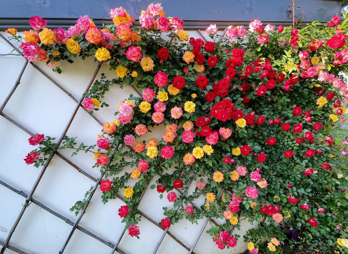 Rainbow's End Rose-Bring the Rainbow Home 🏡🌈