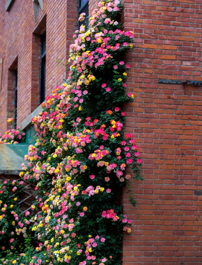 Rainbow's End Rose-Bring the Rainbow Home 🏡🌈