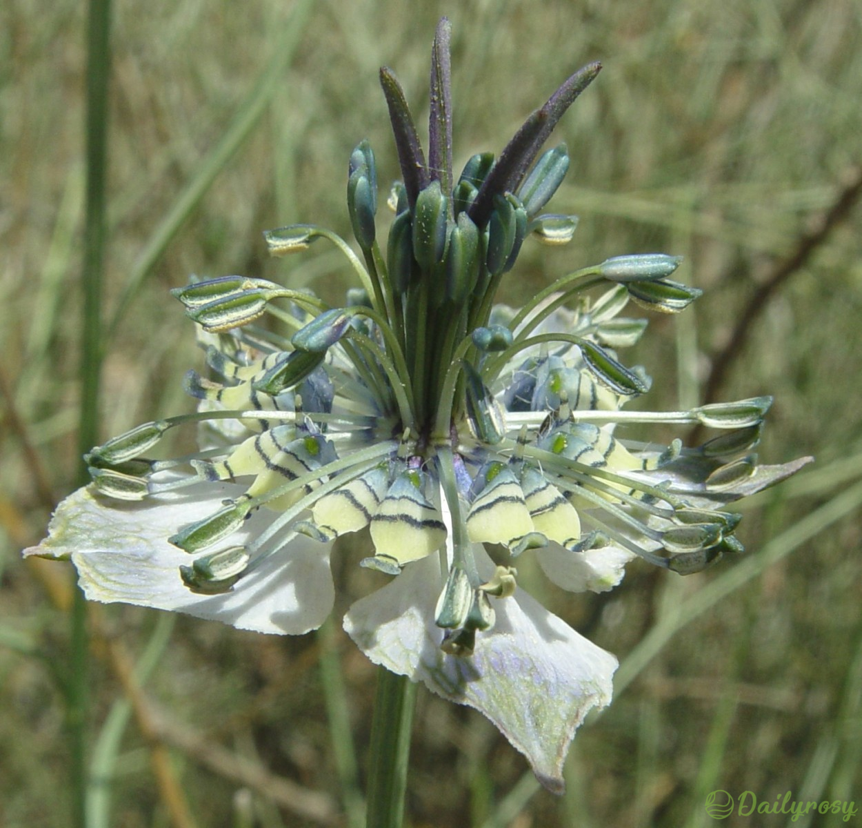 Love in the Mist: Exploring the Enigmatic Beauty of Nigella Arvensis