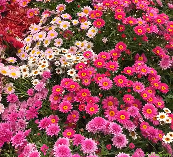Mixed Colors-Pyrethrum-Flower Seeds-Group