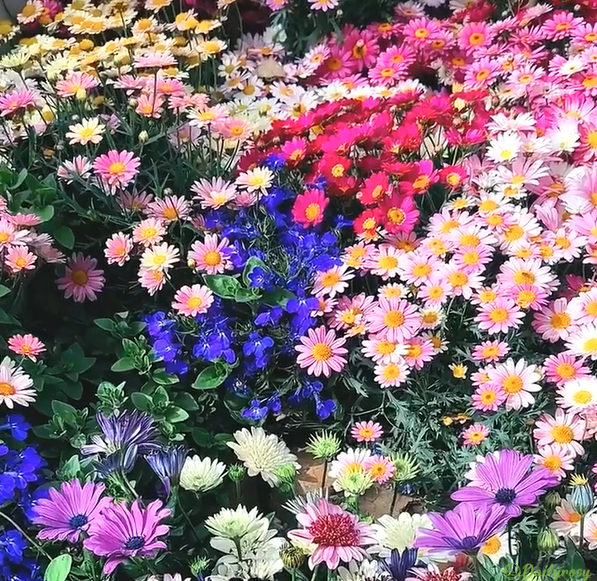 Mixed Colors-Pyrethrum-Flower Seeds-Group