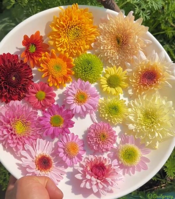 Mixed Colors-Pyrethrum-Flower Seeds-Group