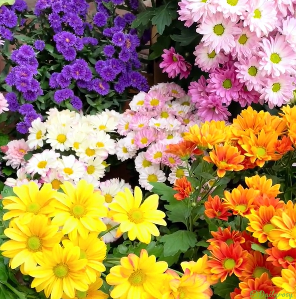 Mixed Colors-Pyrethrum-Flower Seeds-Group