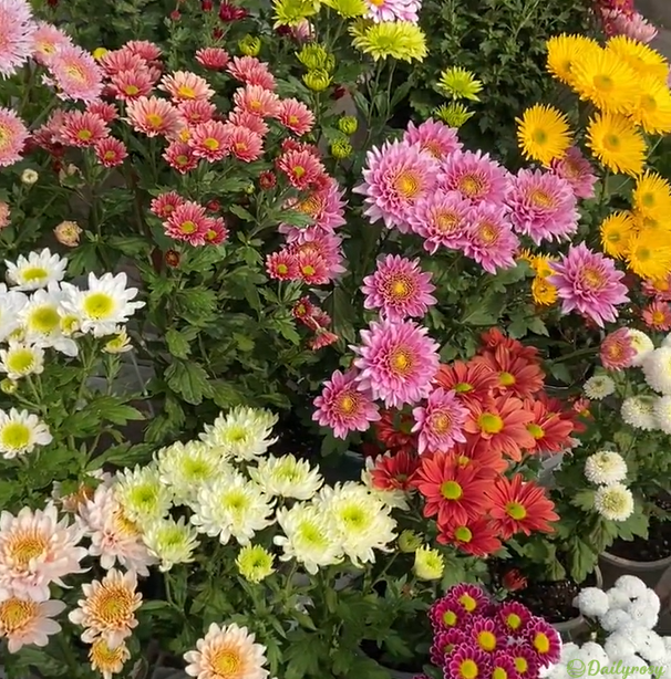 Mixed Colors-Pyrethrum-Flower Seeds-Group