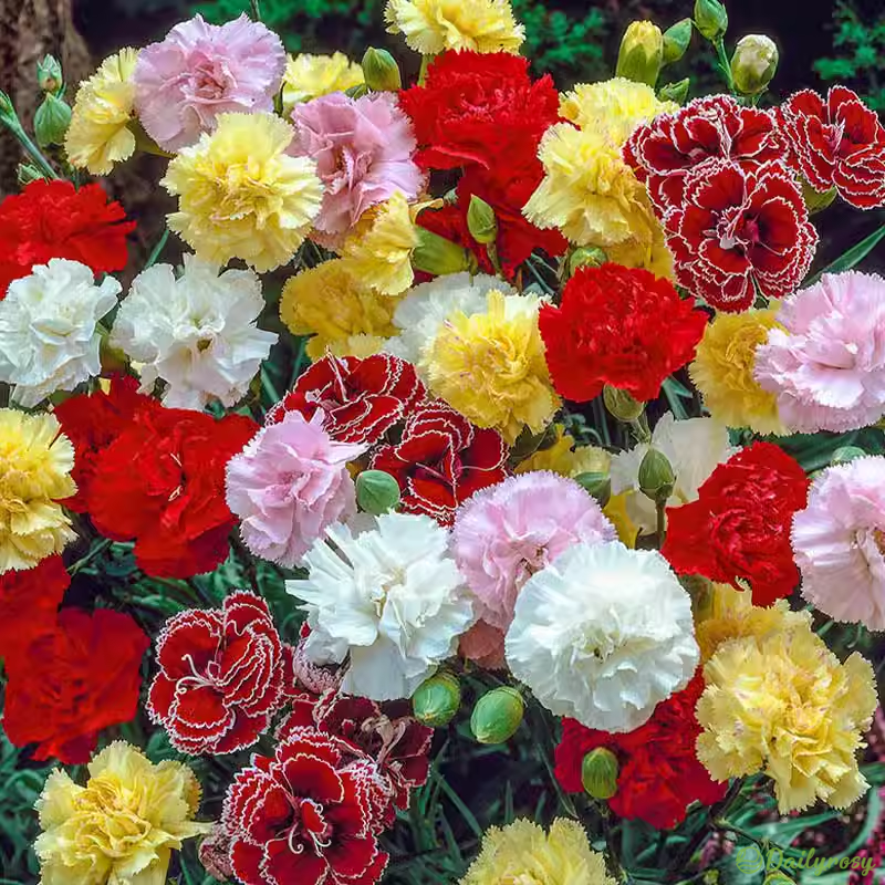 Double-Flowered Mixed Carnation