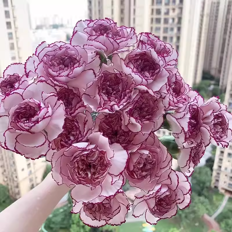 Carnation Chabaud Mix 10 Colors Dianthus Seeds