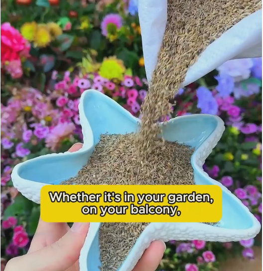 Mixed Colors-Pyrethrum-Flower Seeds Group