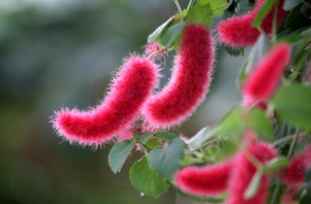 Strawberry Firetails - Rare