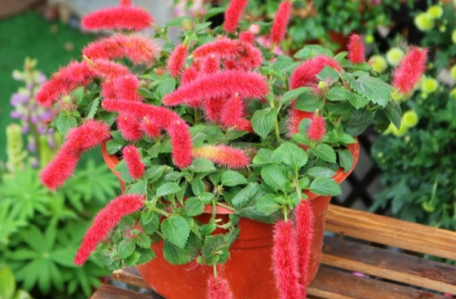 Strawberry Firetails - Rare