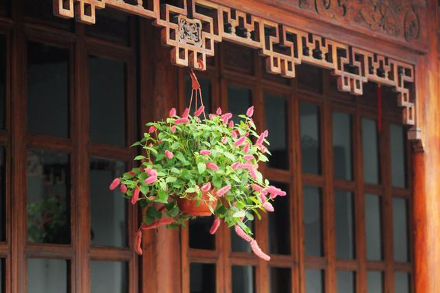 Strawberry Firetails - Rare