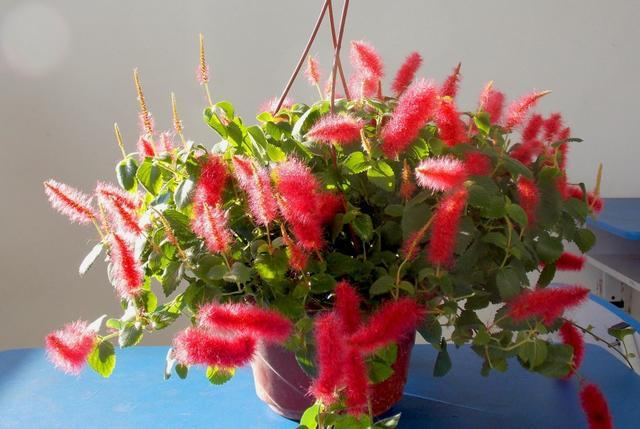 Strawberry Firetails - Rare