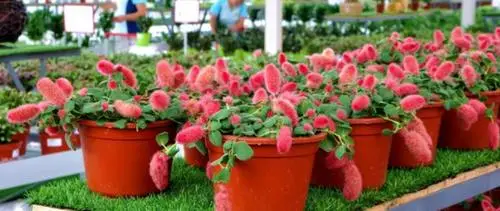 Strawberry Firetails - Rare